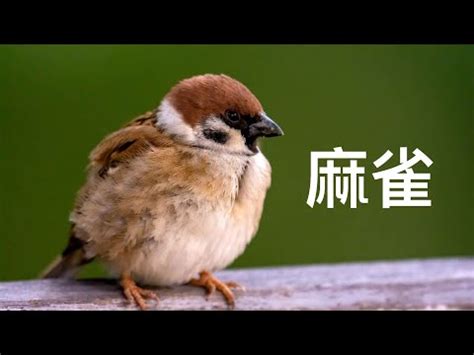 麻雀預兆|麻雀飛到窗口飛進家裡吉兇